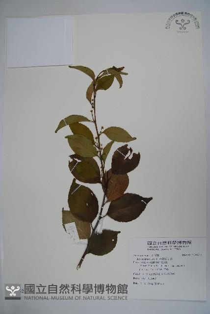 草野氏冬青藏品圖，第1張