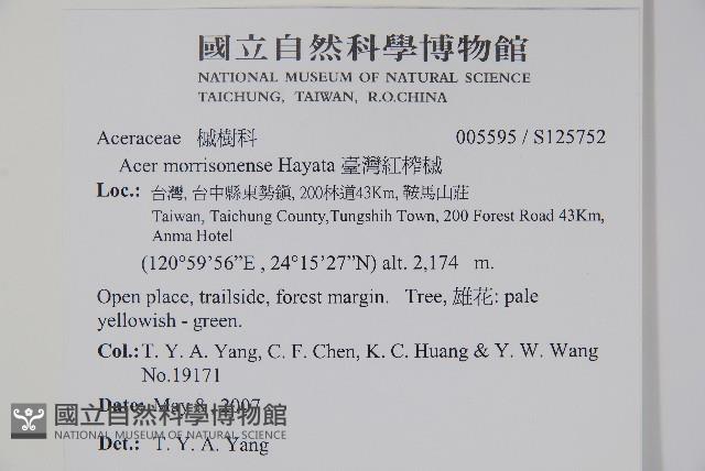 臺灣紅榨槭藏品圖，第2張