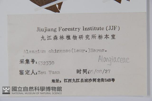 華八角楓藏品圖，第2張