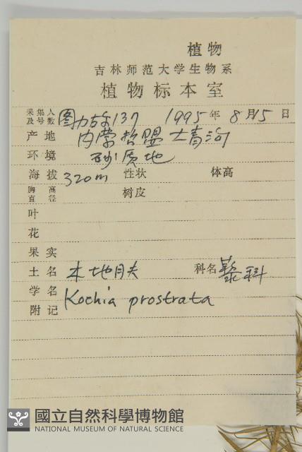 木地膚藏品圖，第2張