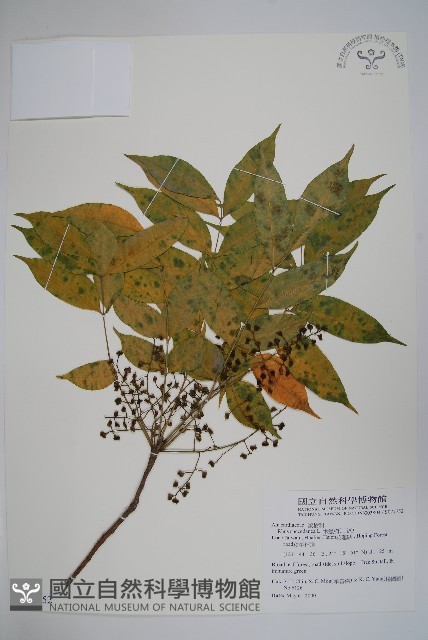 木蠟樹、山漆藏品圖，第1張
