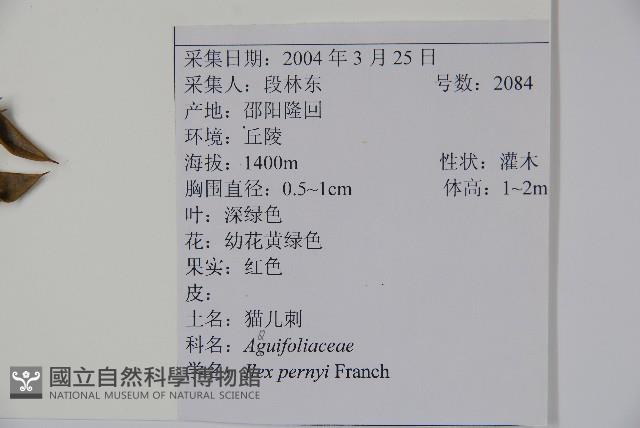 貓兒刺藏品圖，第2張