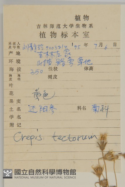 還陽參藏品圖，第2張