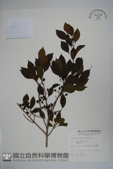 鐵冬青藏品圖，第1張