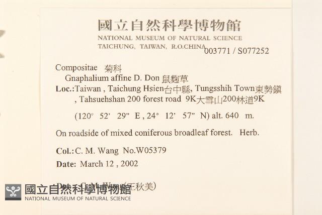 鼠麴草藏品圖，第2張