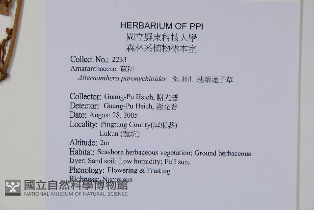 匙葉蓮子草藏品圖，第2張