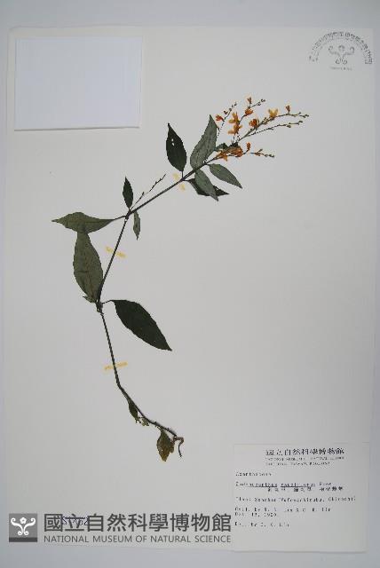 針刺草藏品圖，第1張