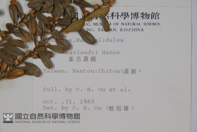 華南黃楊，雀舌黃楊，匙葉黃楊藏品圖，第2張