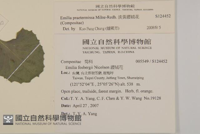 粉黃纓絨花藏品圖，第2張