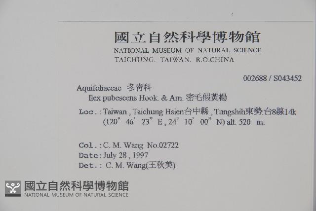 密毛假黃楊藏品圖，第2張