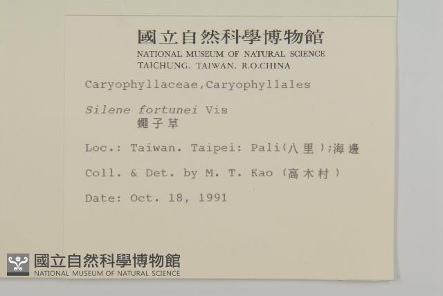 蠅子草藏品圖，第2張