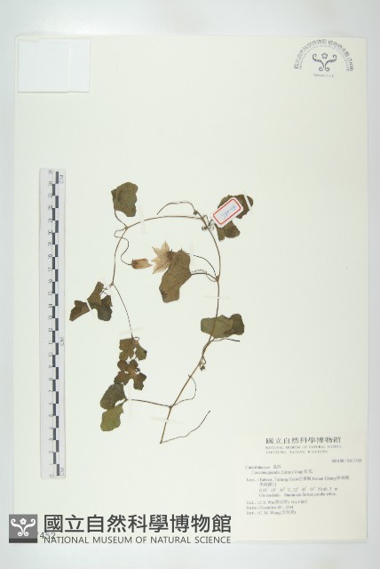 紅瓜藏品圖，第1張