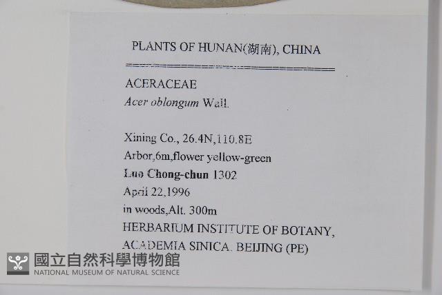 飛蛾槭藏品圖，第2張