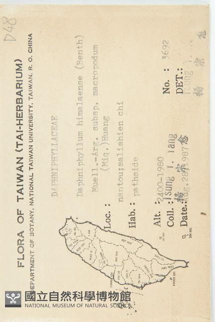 薄葉虎皮楠藏品圖，第2張