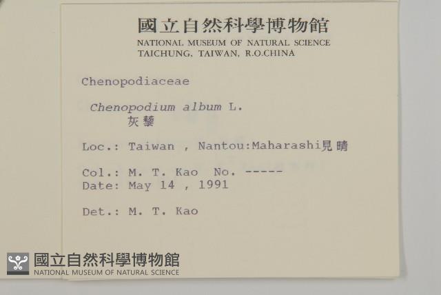 藜、灰藜藏品圖，第2張