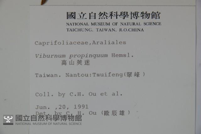 高山莢迷藏品圖，第2張