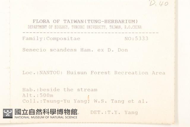 蔓黃菀藏品圖，第2張