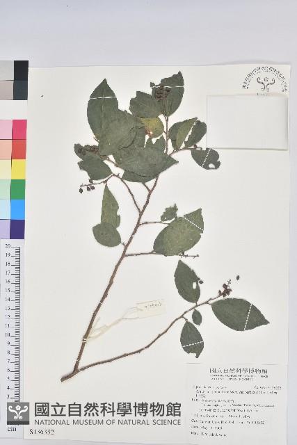 枯里珍藏品圖，第1張