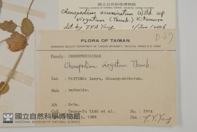 變葉藜藏品圖，第2張