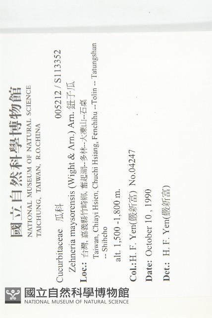 鈕子瓜藏品圖，第2張