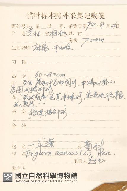 白頂飛蓬藏品圖，第2張