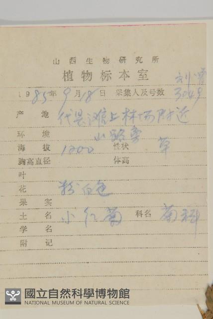 小紅菊藏品圖，第2張