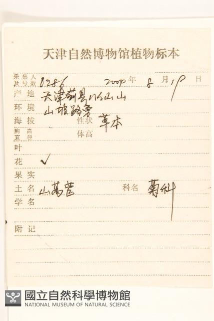 鵝仔草藏品圖，第2張