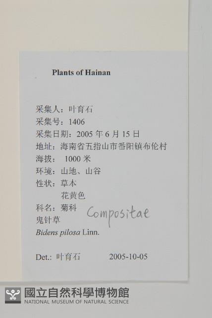 白花鬼針藏品圖，第2張