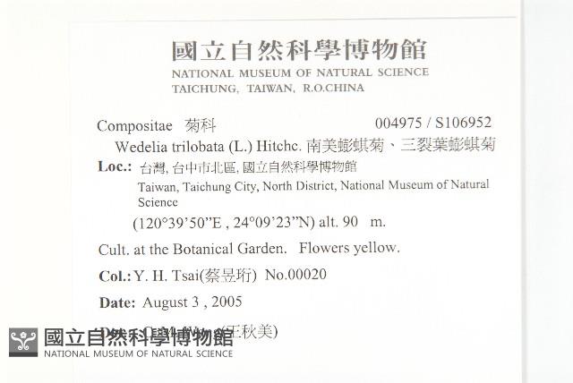 南美蟛蜞菊、三裂葉蟛蜞菊藏品圖，第2張