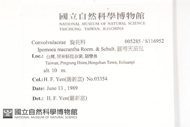 圓萼天茄兒藏品圖，第2張