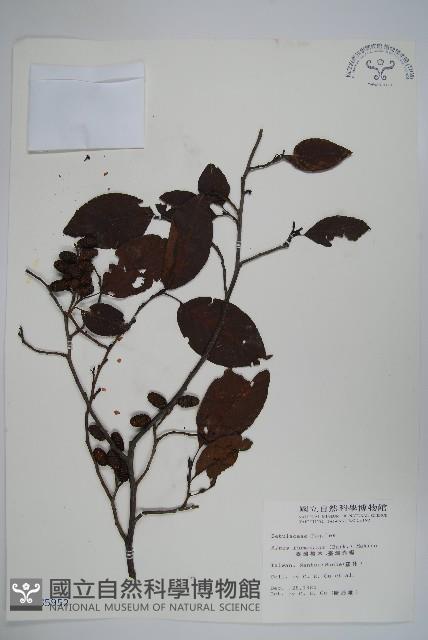 臺灣赤楊、臺灣榿木藏品圖，第1張