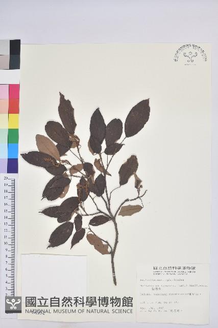 粗糠柴藏品圖，第1張