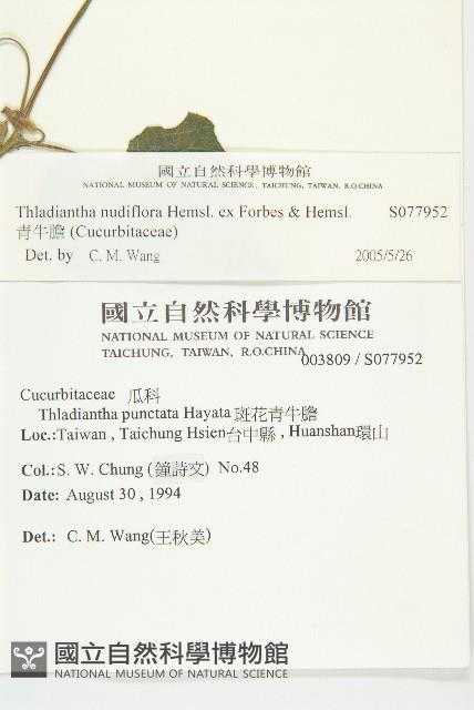 青牛膽藏品圖，第2張