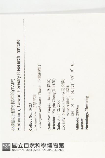 小葉胡頹子藏品圖，第2張