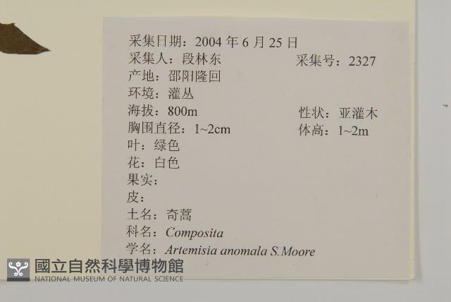 珍珠蒿、奇蒿藏品圖，第2張