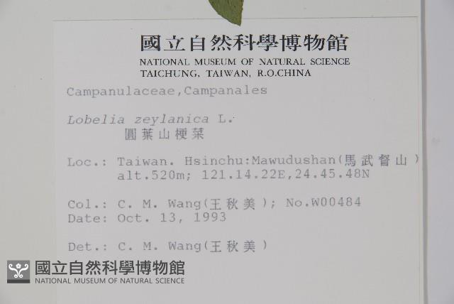 圓葉山梗菜藏品圖，第2張