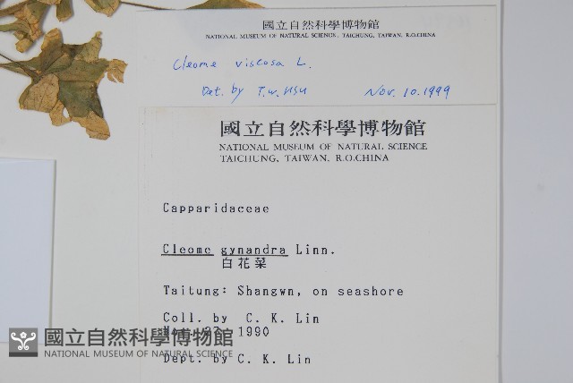 向天黃藏品圖，第2張