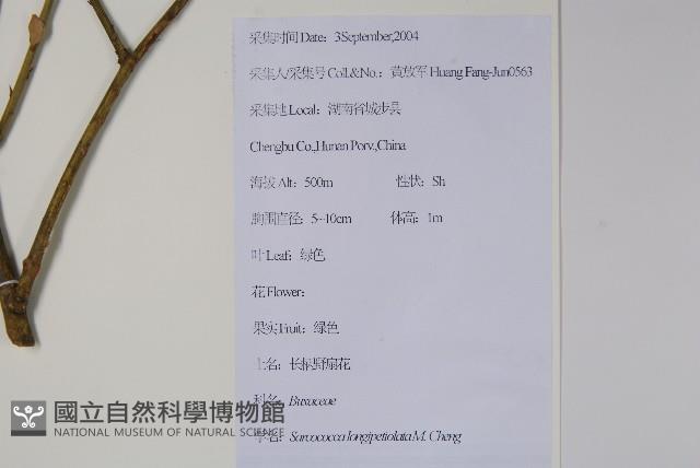 長葉野扇花藏品圖，第2張