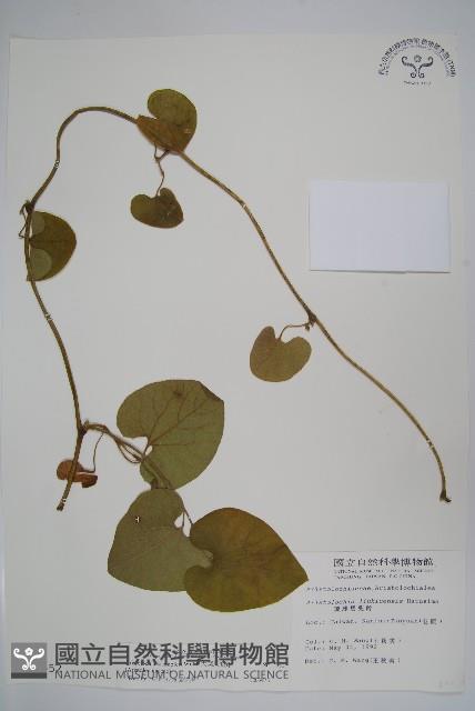 大葉馬兜鈴藏品圖，第1張