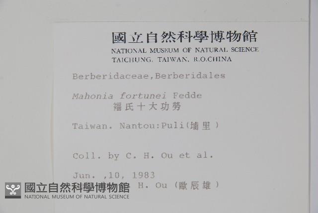 細葉十大功勞藏品圖，第2張