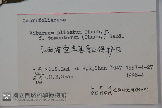 蝴蠂莢迷藏品圖，第2張