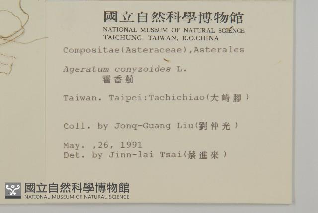 霍香薊藏品圖，第2張