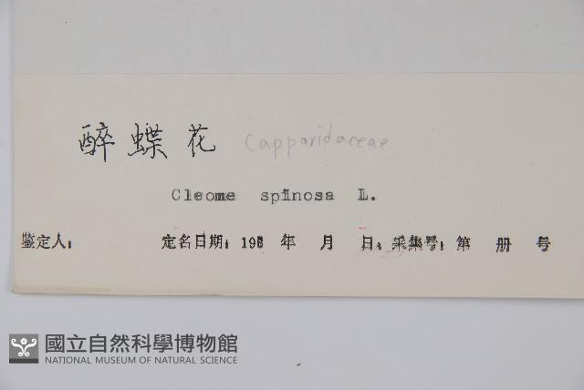 醉蝶花藏品圖，第2張