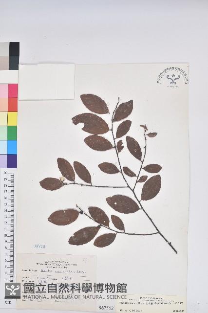 土密樹藏品圖，第1張