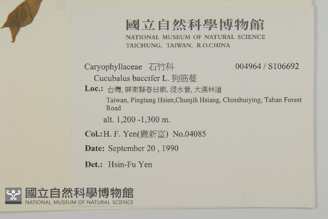 狗筋蔓藏品圖，第2張