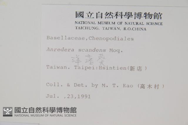 洋落葵藏品圖，第2張