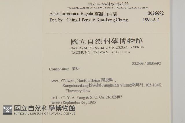 臺灣山白蘭藏品圖，第2張