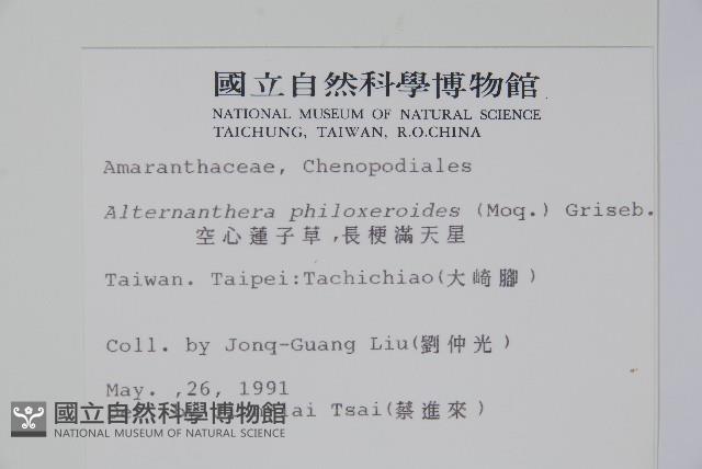 空心蓮子草藏品圖，第2張