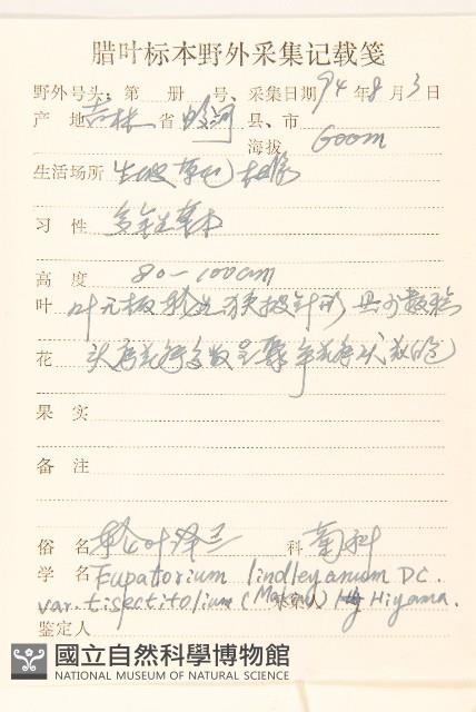 輪葉澤蘭藏品圖，第2張