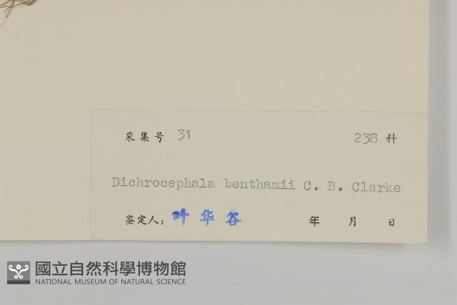 小魚眼草藏品圖，第2張